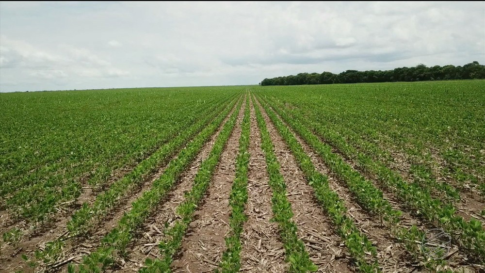 Antes do fim do plantio, agricultores já venderam mais de 30% da soja cultivada em MT, diz Imea