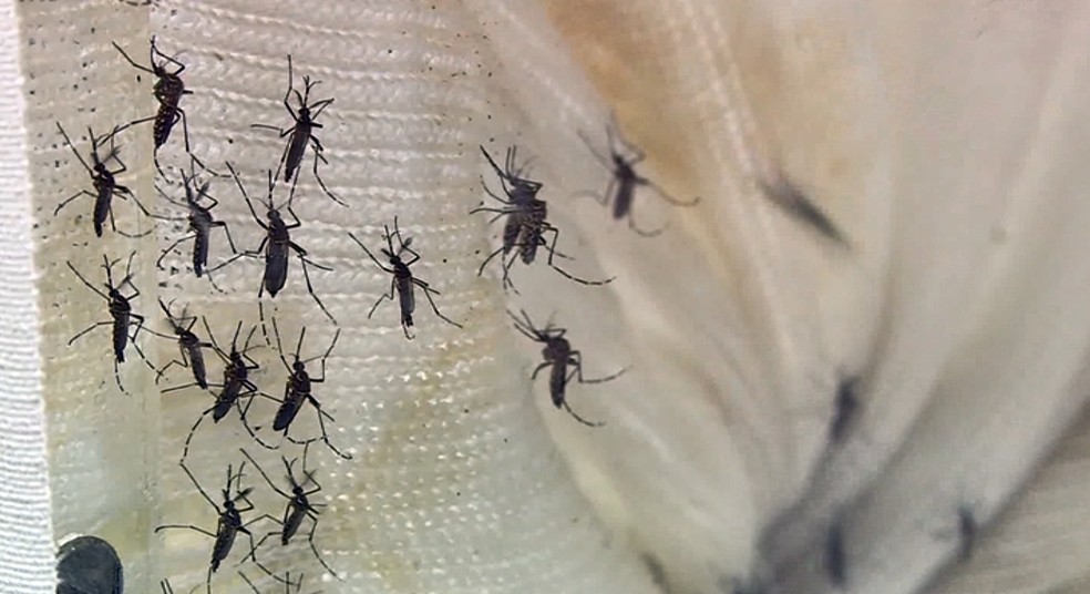 Casos de dengue em janeiro de 2019 em MT reduzem 60% em comparação com o ano passado