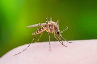 De janeiro a novembro, Mato Grosso registrou mais de 11 mil casos de dengue